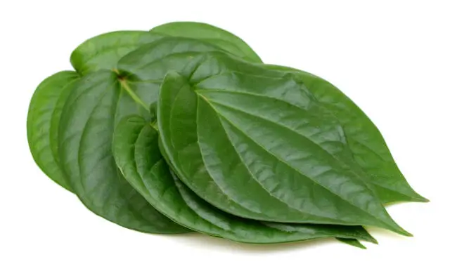 Betel Leaves  – paan