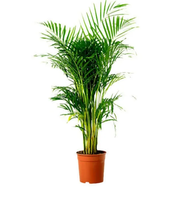 Rk Palms