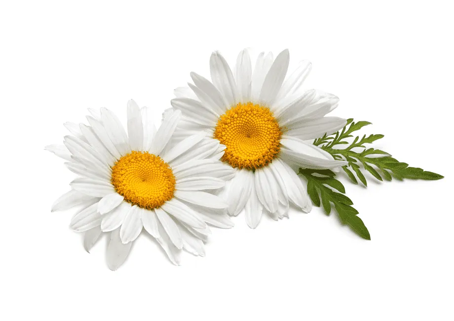 Daisies