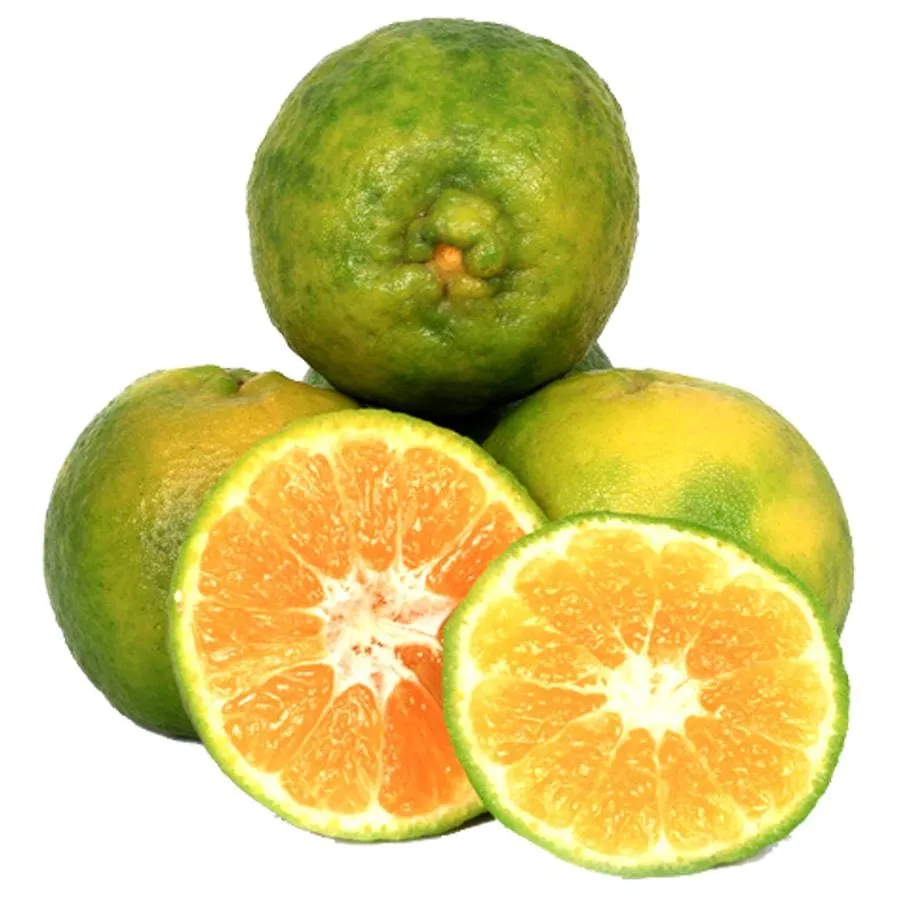 Orange-Kamala Pandu-Nagpur