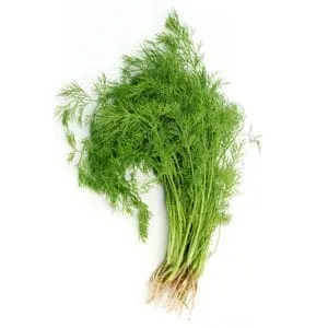 Dill Leaves