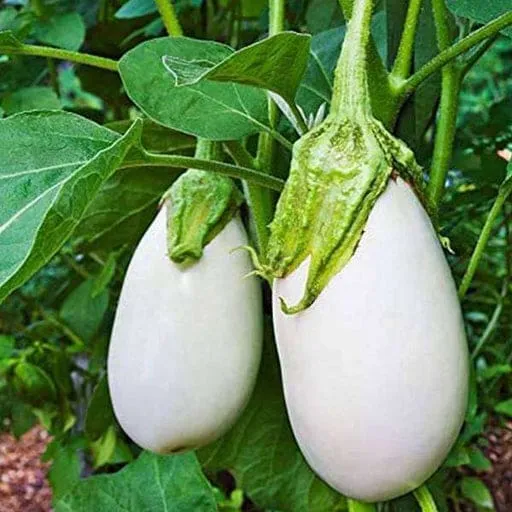 Brinjal White