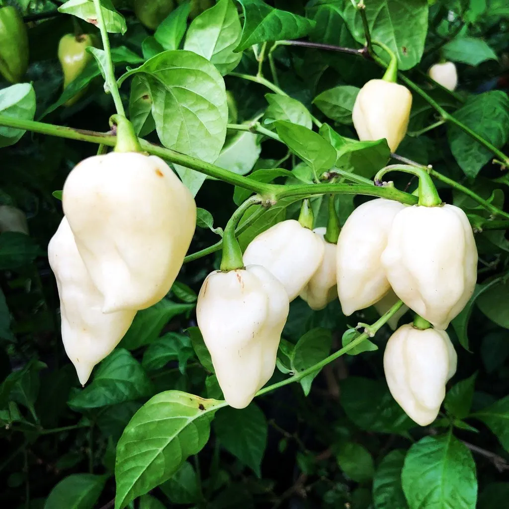 Mirchi White
