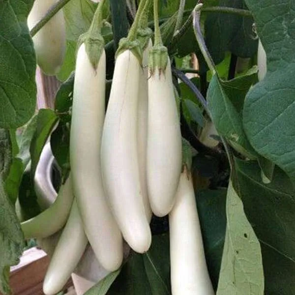 Brinjal White Long