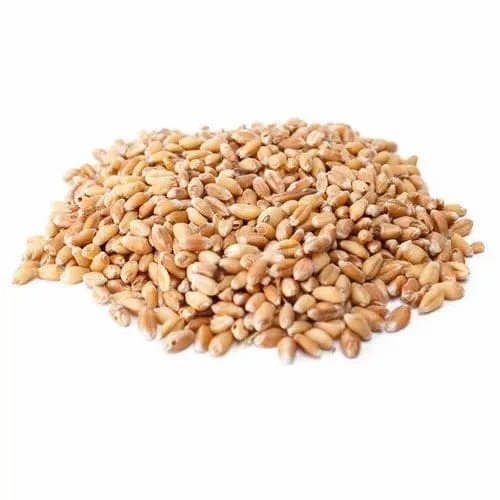 Wheat