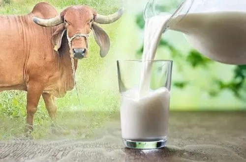 Cow Milk-