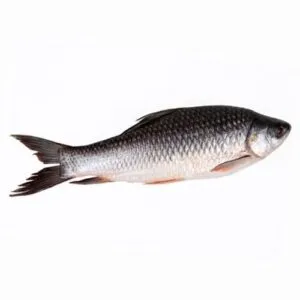Rohu – Live Fish