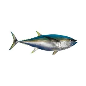 Tuna – Yellow Fin Fish