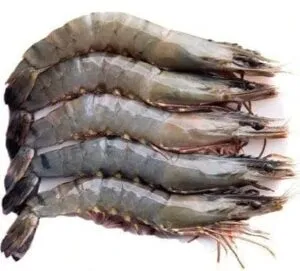 Tiger Prawns