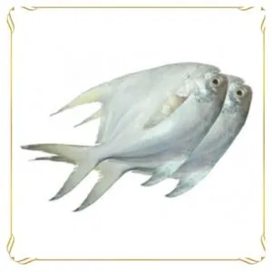 White Pomfret