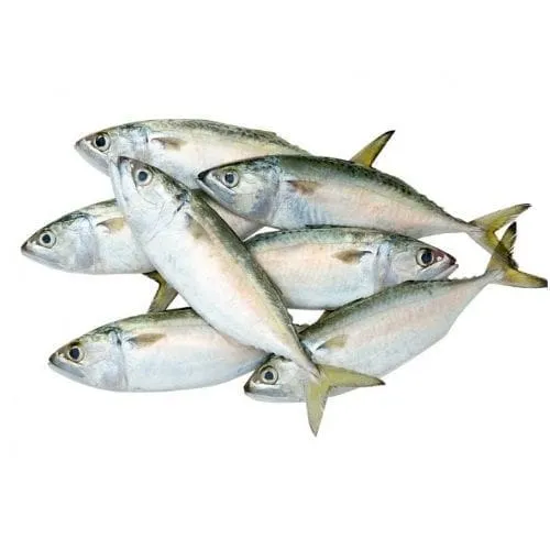 Indian mackerel / Ayla