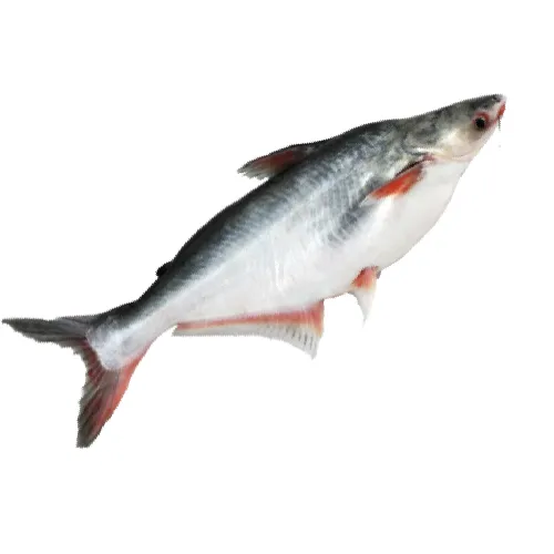 Pankaj Jal/Basa Fish