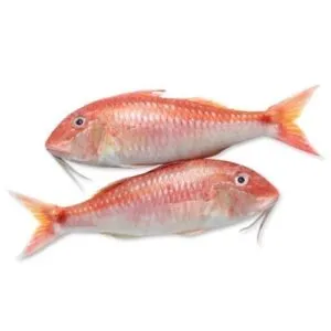 Indian Goat Fish (R. Goolivinda)