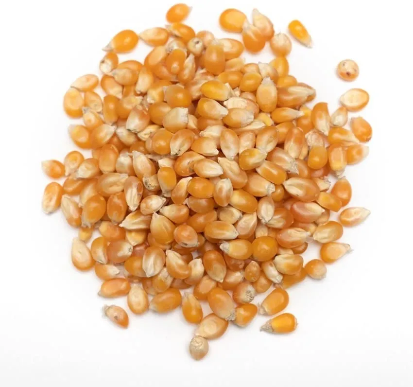 Maize ( Pop Corn Seeds )