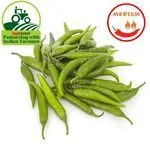 Fresho Chilli – Green Long Medium Loose