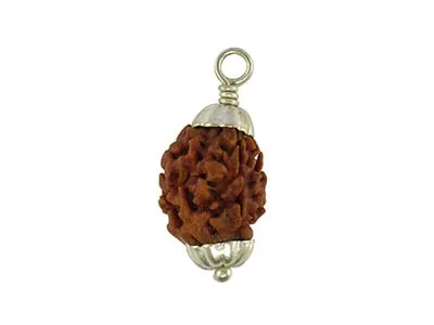Patanjali 3 Mukhi Rudraksha With Cap-Paudjwkpjs1915169 Freesize