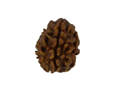 Patanjali 3 Mukhi Rudraksha Without Cap-Paudjwkpjs1915168 Freesize