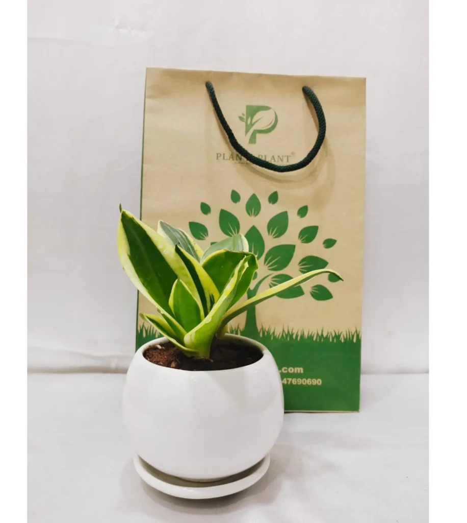 Sansevieria Plant In Ceramic Pot