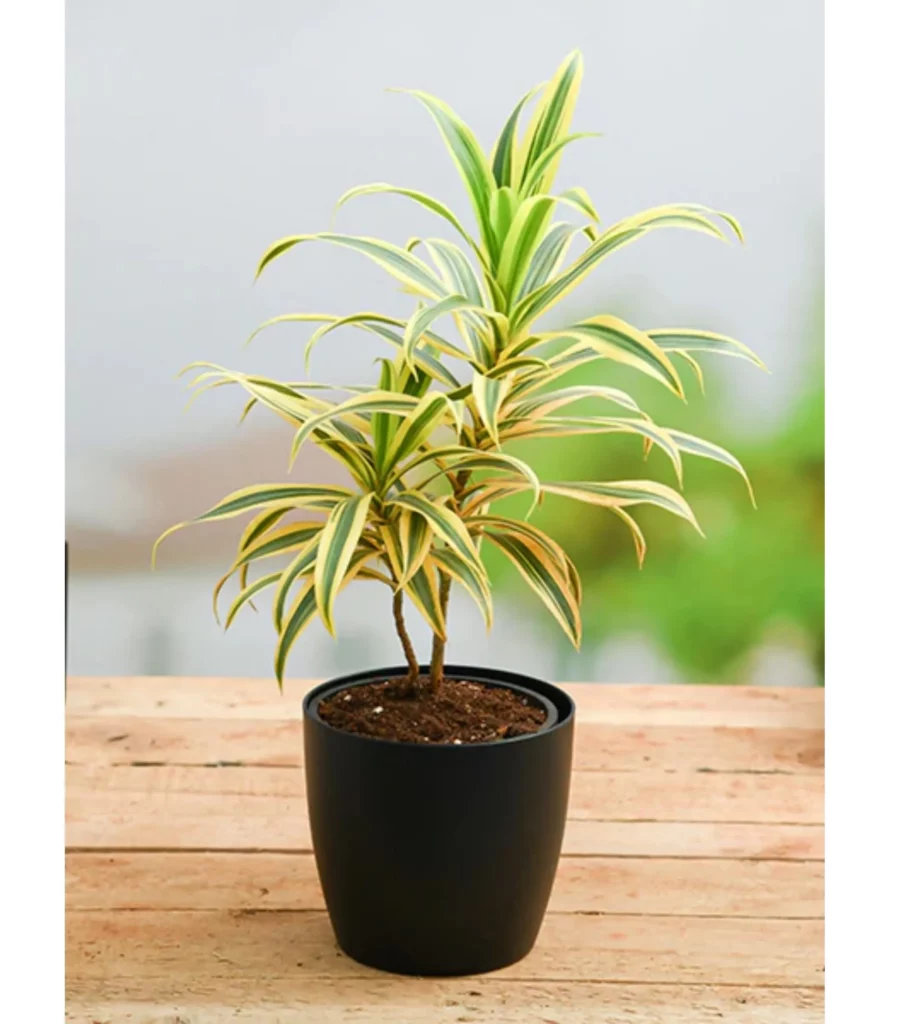 Song Of India Variegated