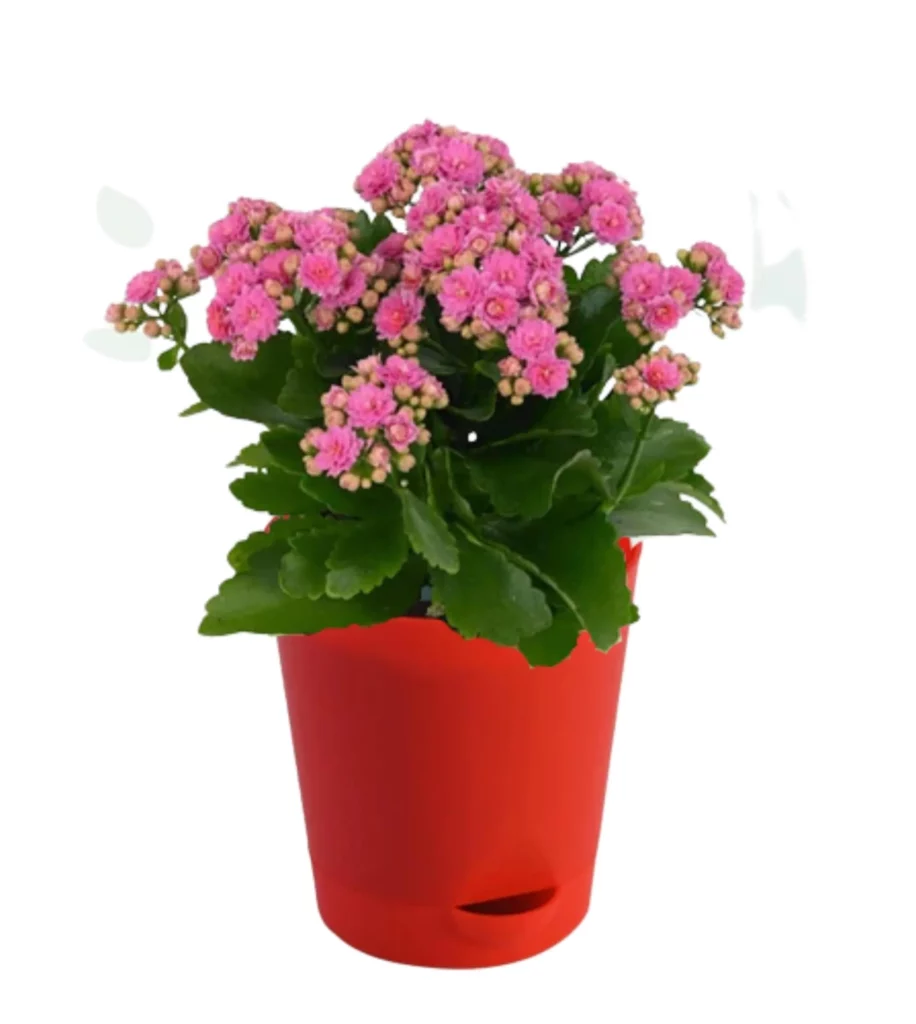 Kalanchoe (Pink) Plant In 5Inch Self Watering Pot