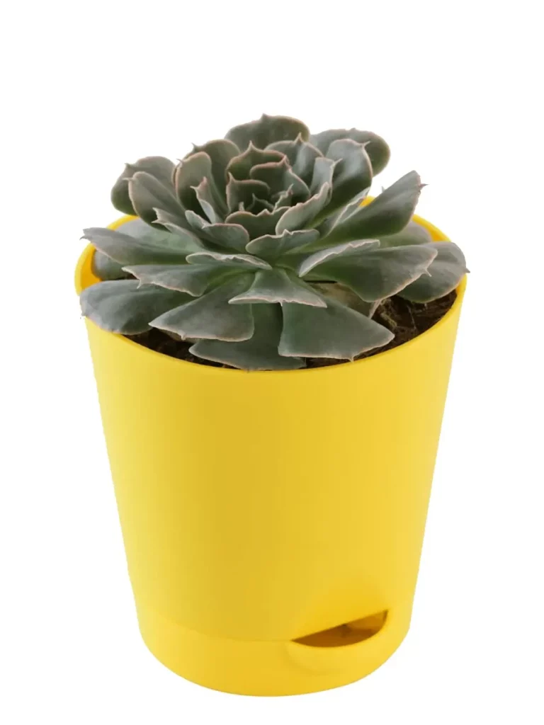 Echeveria Hybrid Succulent Live Plant With Pot