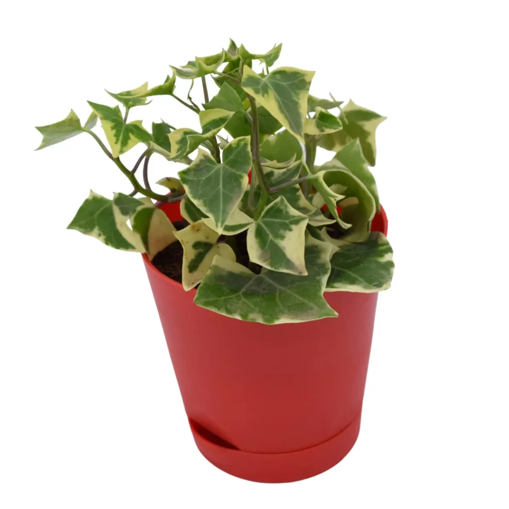 English Ivy