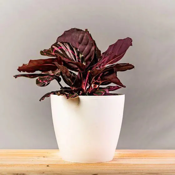 Calathea Roseopicta Dottie 5Inch Rounda