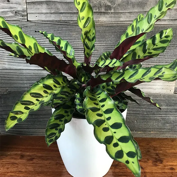 Calathea Rattle Snake 5Inch Rounda Pot