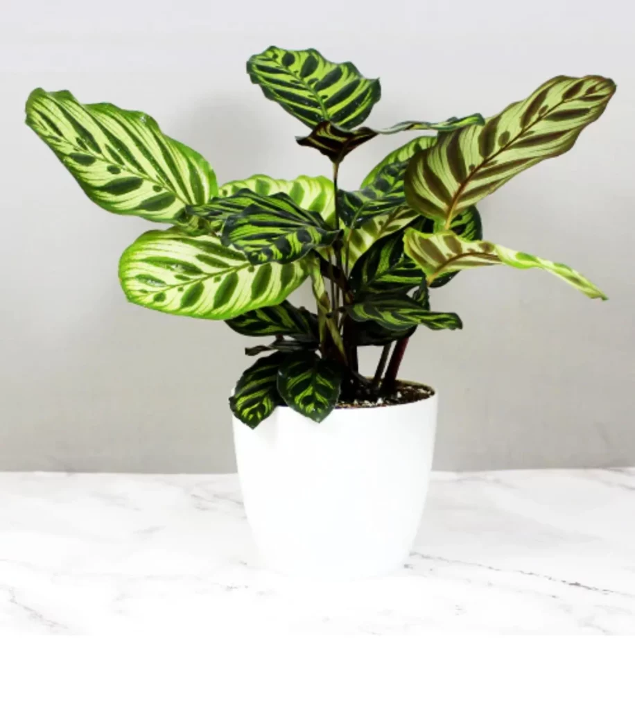 Calathea Peacock Plant 5Inch Rounda