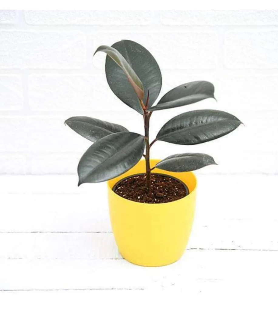 Rubber Plant In 5Inch Rounda
