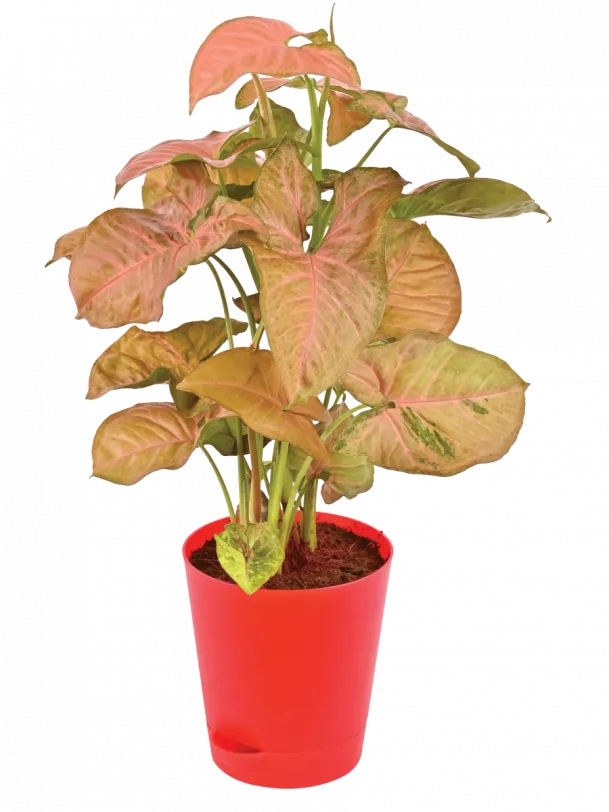 Syngonium Pink In 5Inch Self Watering Pot