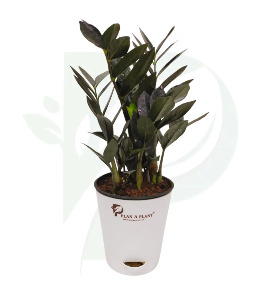 Zamia (Zz Plant ) In 5Inch Self Watering  Pot