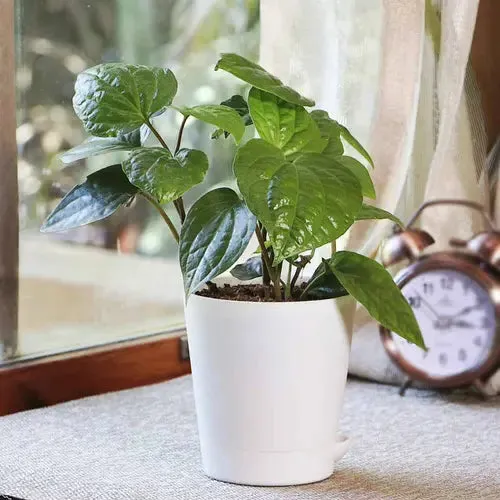 Piper Betel, Maghai Paan Plant