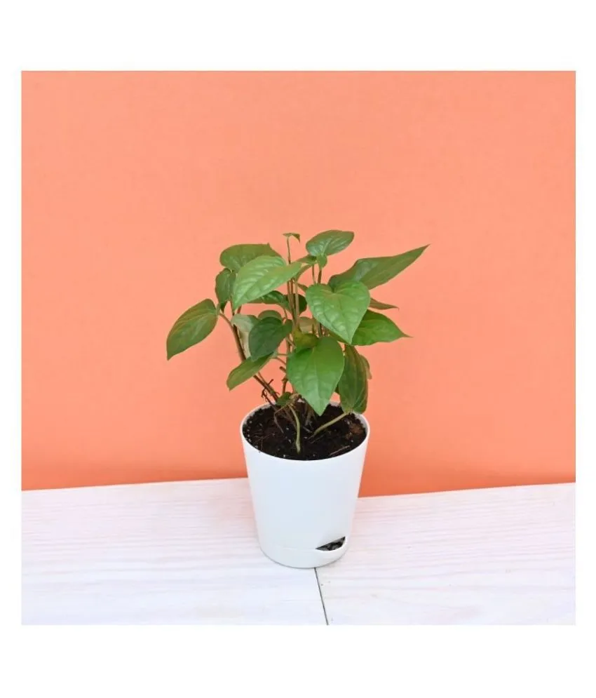 Betel Leaf ,Paan Plant In 4Inch Self Watering Pot
