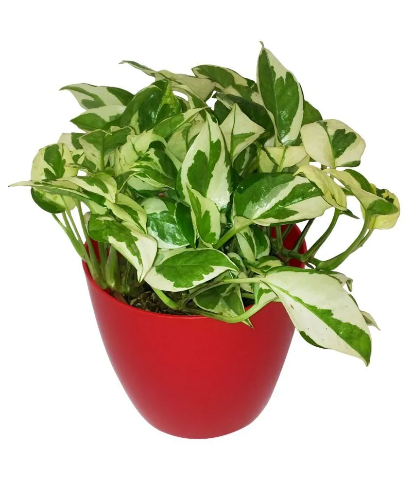 Money Plant N’Joy In 4 Inch Pot
