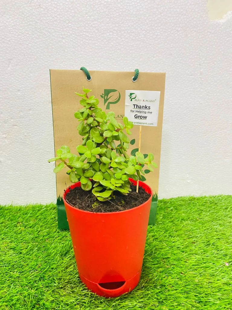 Jade In 5Inch Self Watering Pot
