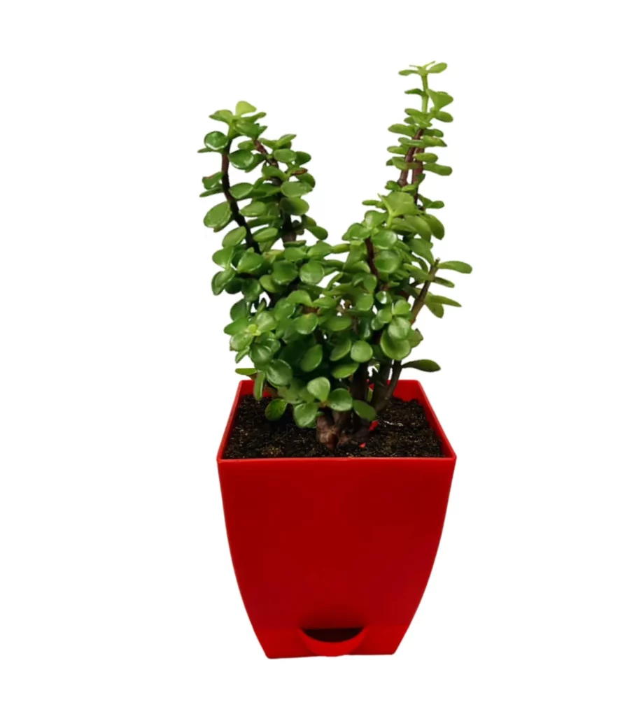Jade 3Inch Self Watering Pot