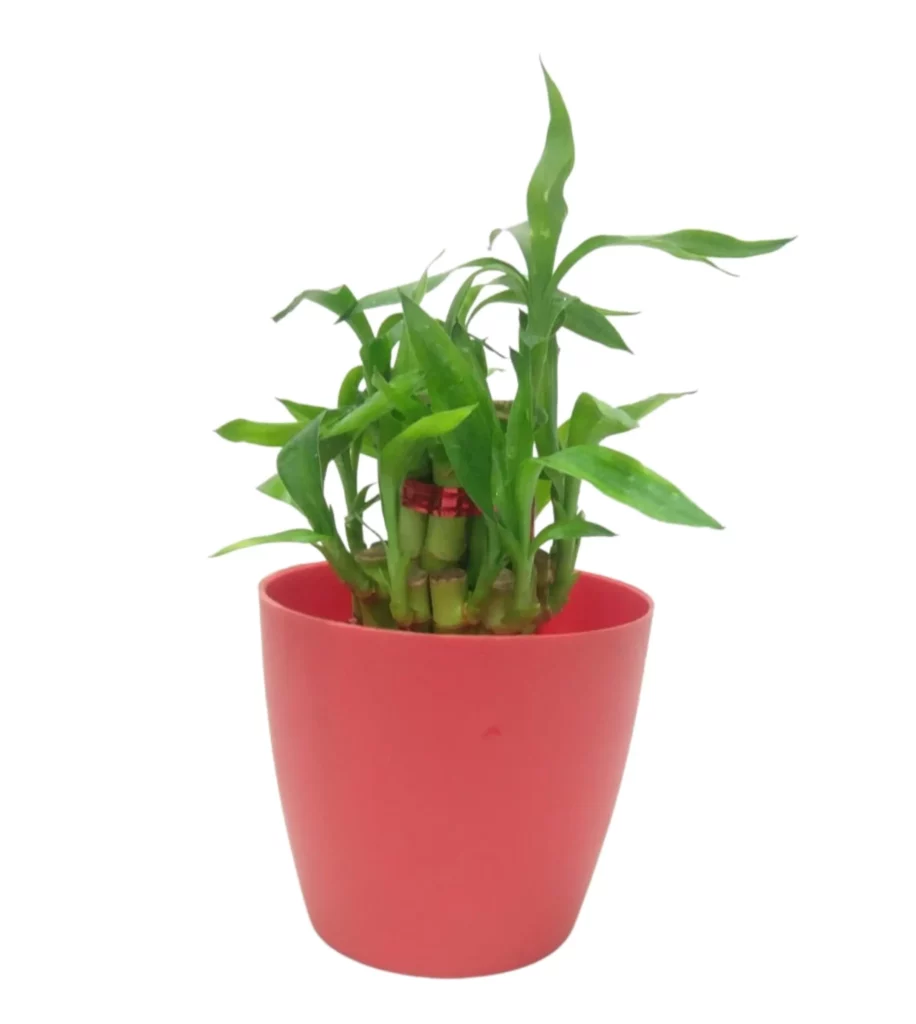 2 Layer Lucky Bamboo Plant In Rounda Pot