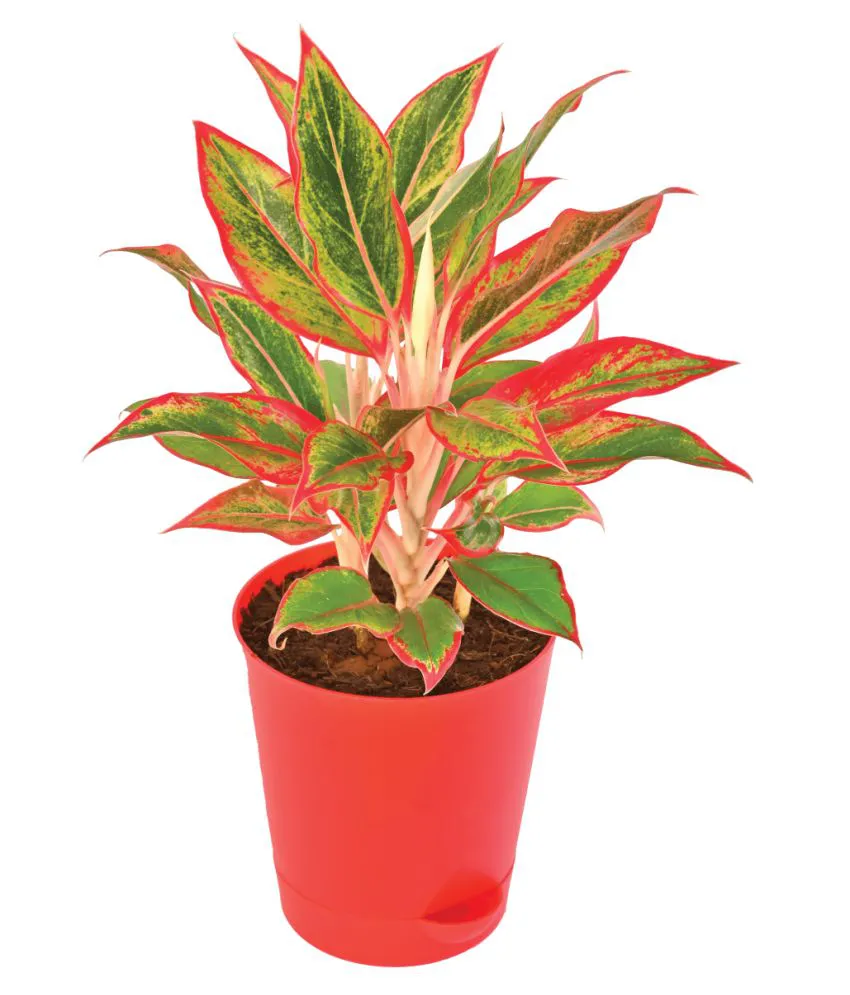 Aglaonema Red Plant With Self Watering Pot