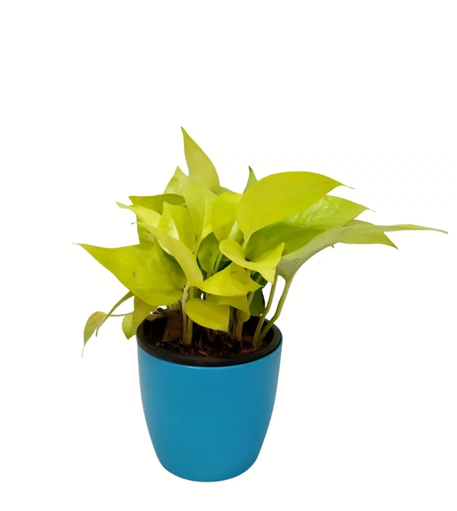 Money Plant Golden In 4 Inch Pot