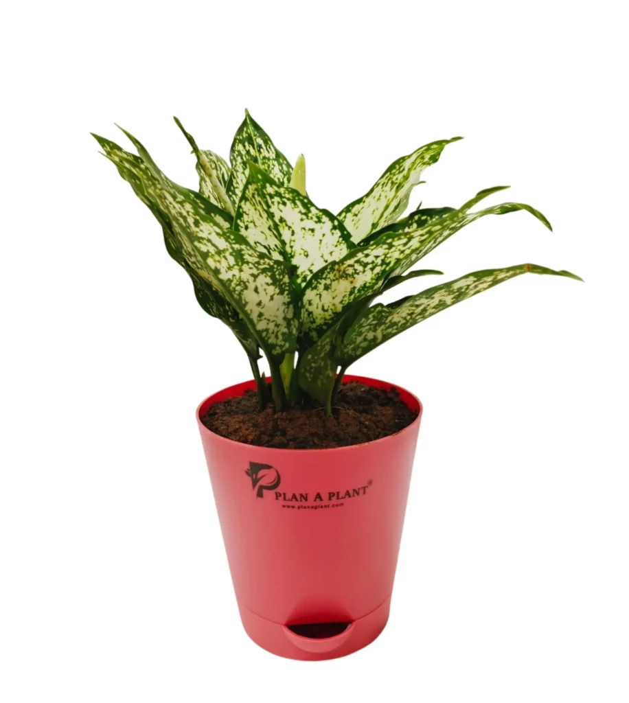 Aglaonema Snow White