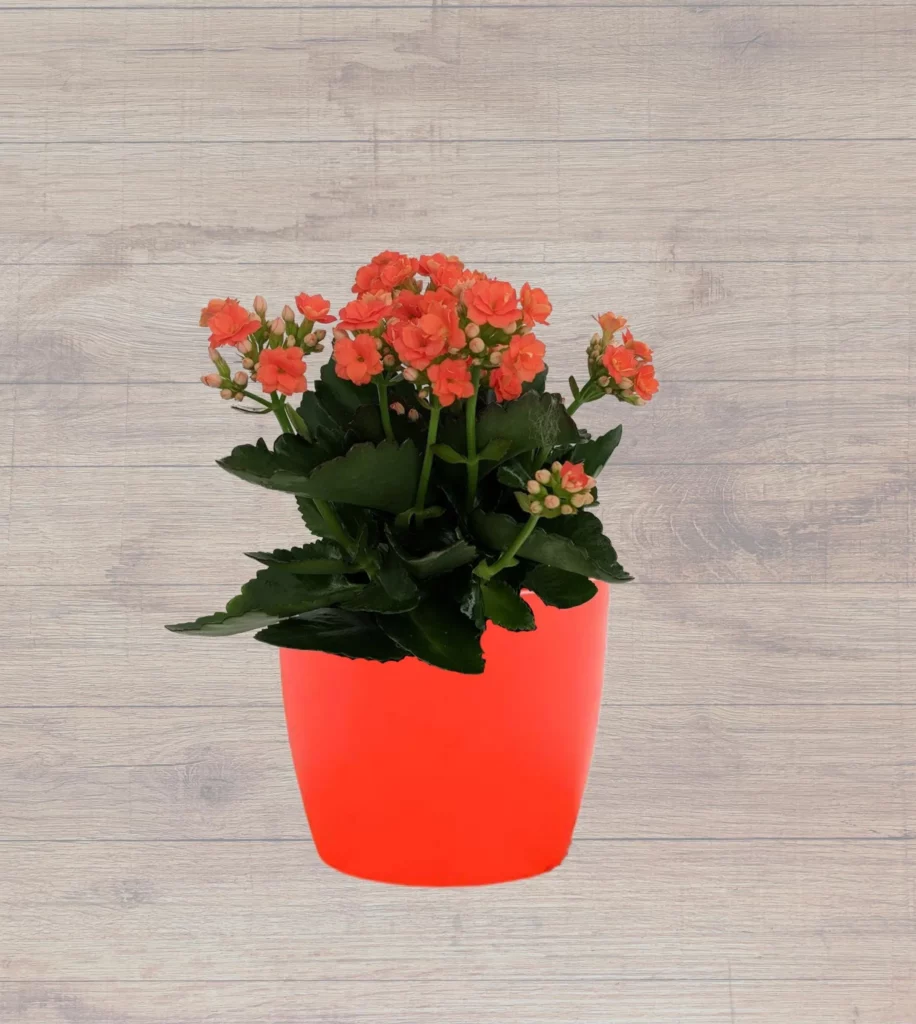 Kalanchoe (Orange) Plant