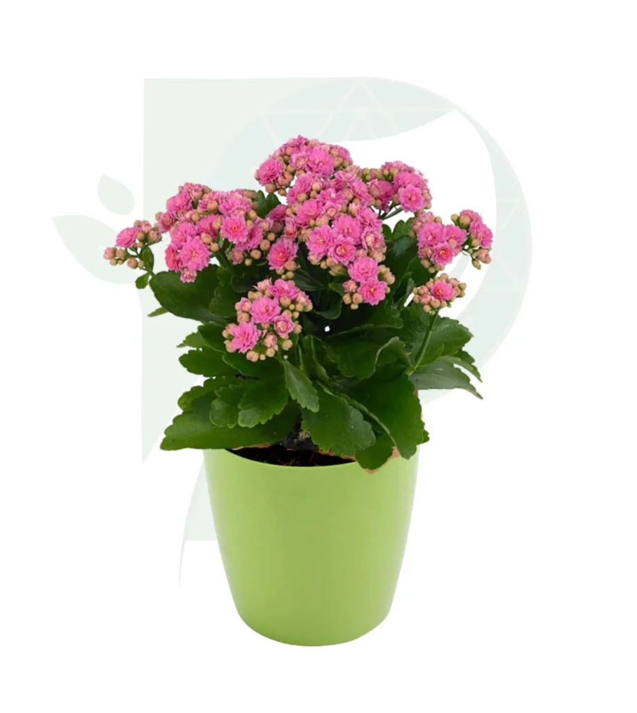 Kalanchoe (Pink) Plant