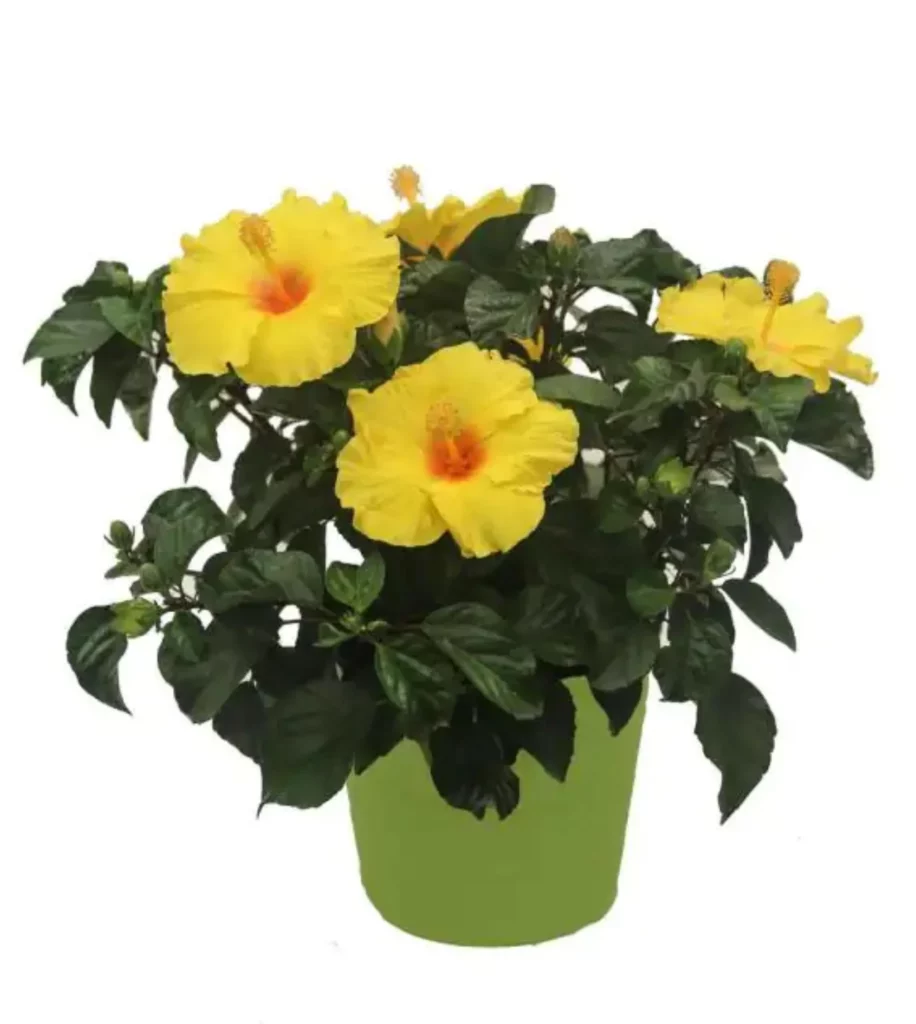 Hibiscus (Yellow) Plant