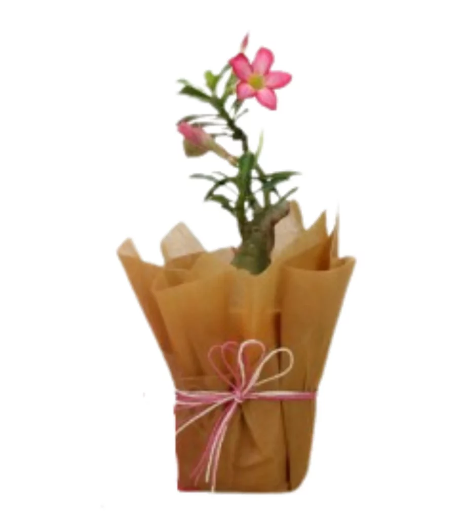 Adenium Bonsai Gift Wrapped (Any Colour)