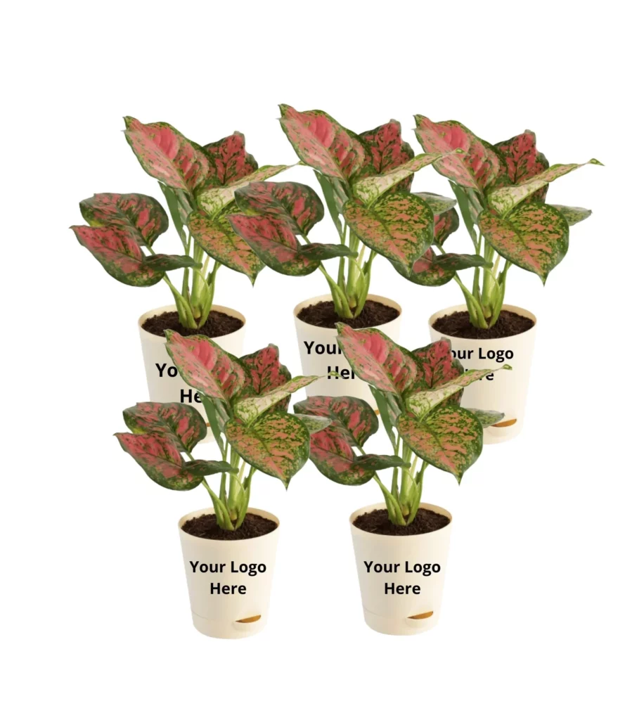 Aglaonema Pink Beauty (Set Of 5)
