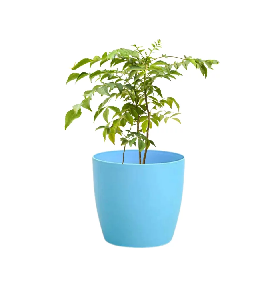 Curry Leaves, Kadi Patta Plant