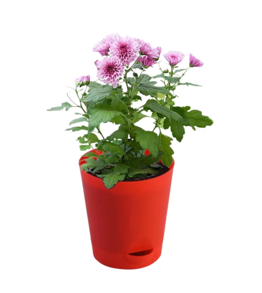Chrysanthemum (Purple) Plant