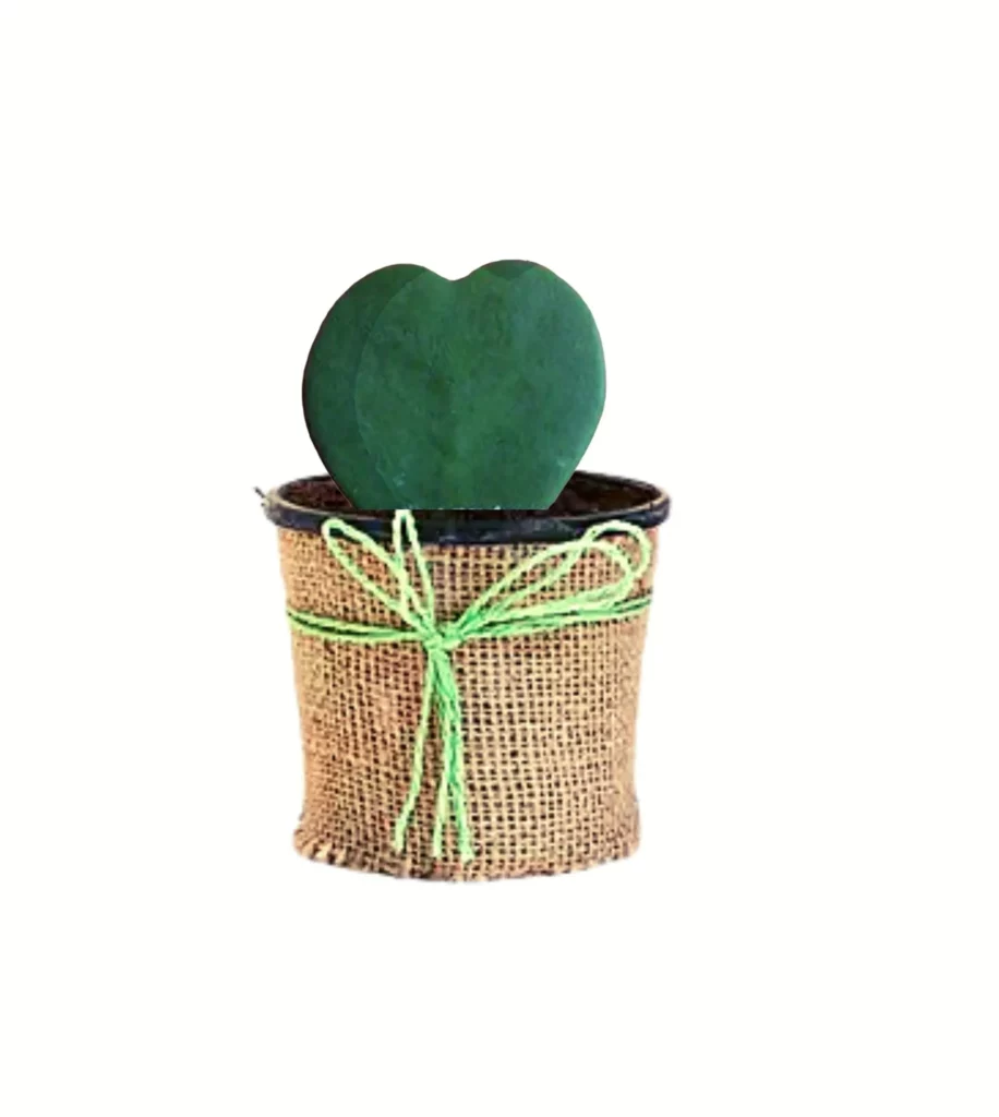 Sweetheart (Jute Wrapped)