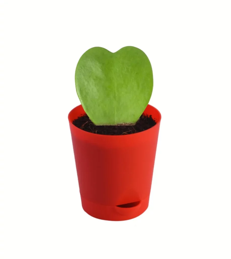 Sweetheart (Self Watering Pot)